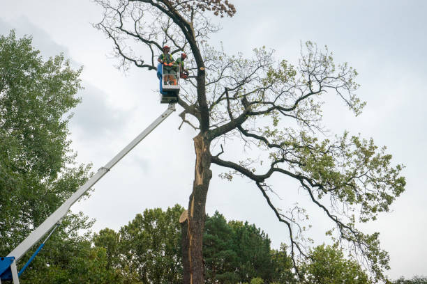 Reliable Rossville, GA Tree Service Solutions